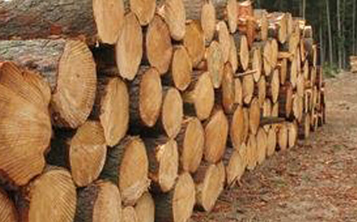 Forest industry credibility slashed