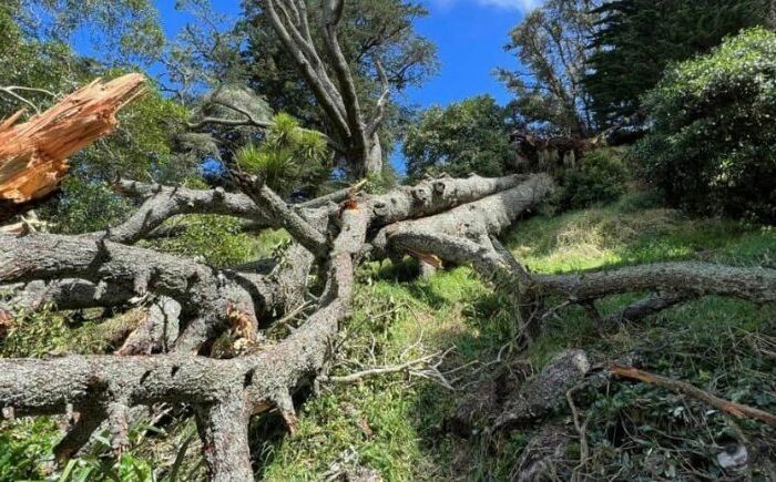 Storm-toppled trees lifted from maunga