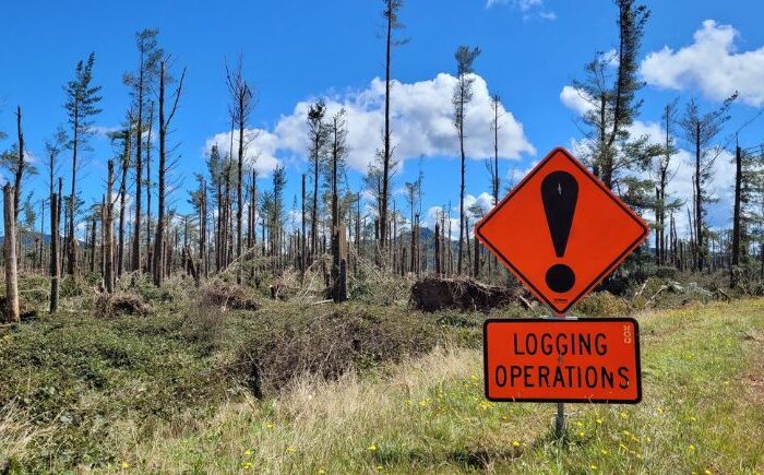 Tuwharetoa salvages forests after big blow