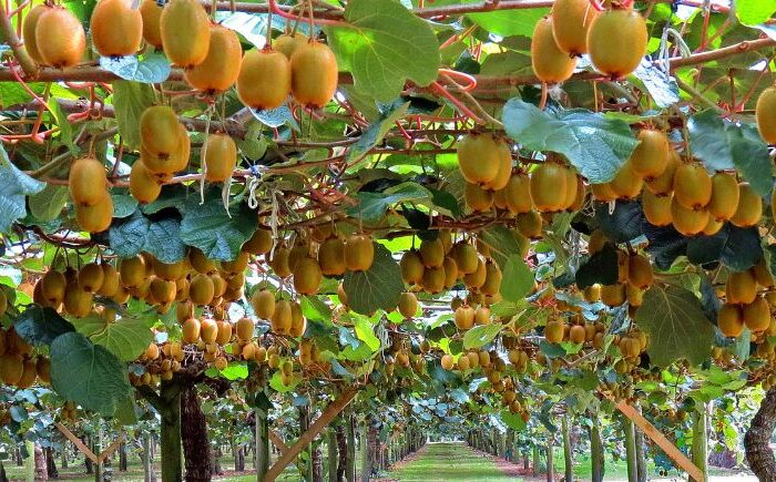 Māori kiwifruit growers to enter Hawaiian market