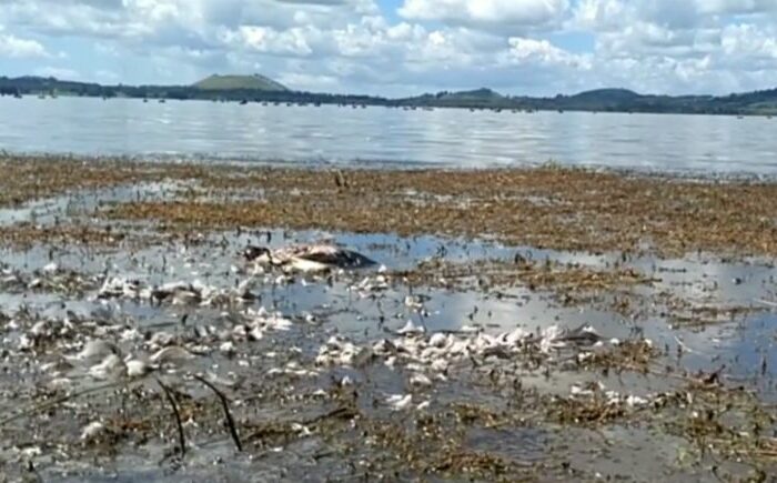 Action needed on Ōmāpere clean-up