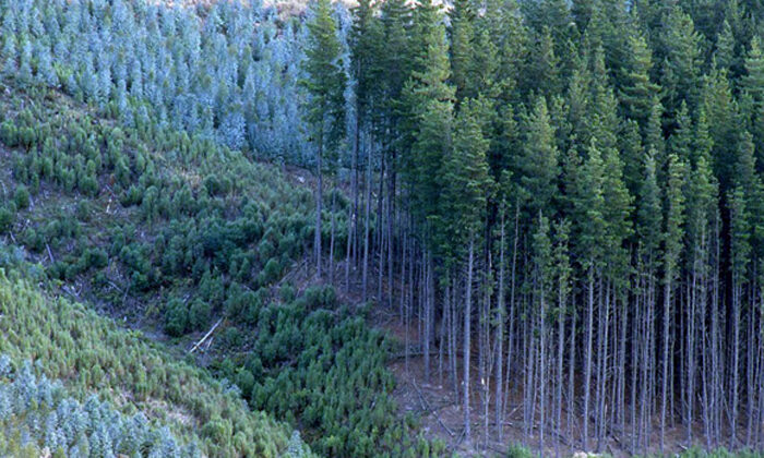 New rules for forestry conversions