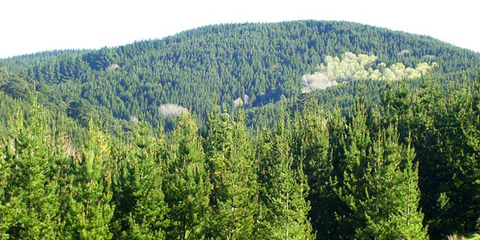 ETS changes "nationalization" of Māori forest units