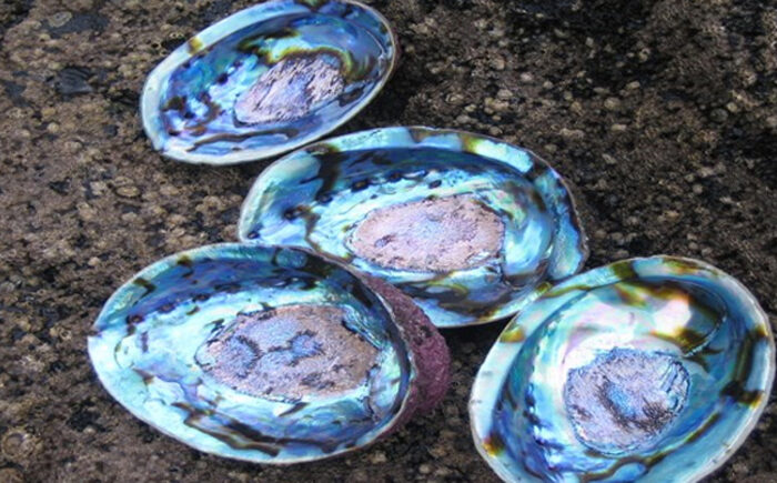 Paua catch sliced for central and lower NI