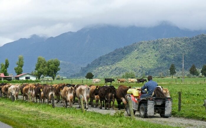 Don't mess with success say Māori farmers