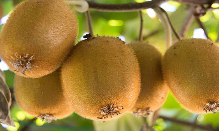 Waihau Bay kiwifruit scheme expands