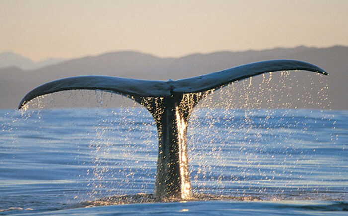 Whale claim resonates with whakapapa