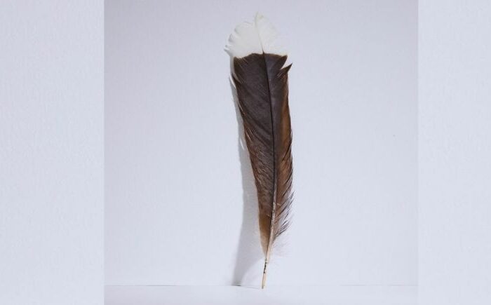 Huia feather flies from auction