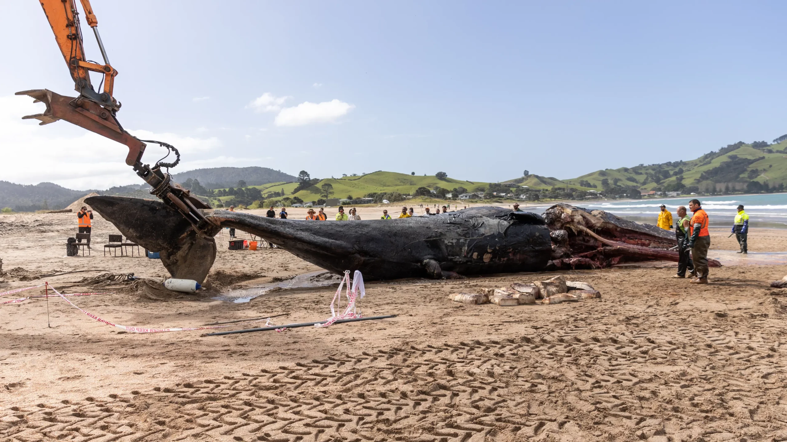 #culture: Reviving Ancient Knowledge: Whales, Rats & Kauri Explores a Whānau’s Journey of Kaitiakitanga